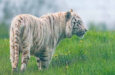 Save White Tiger